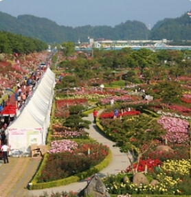 강원도 꽃축제