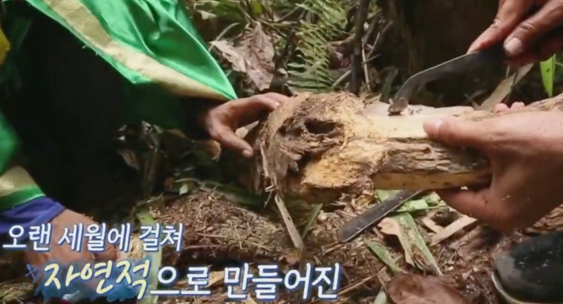 침향 채취방법