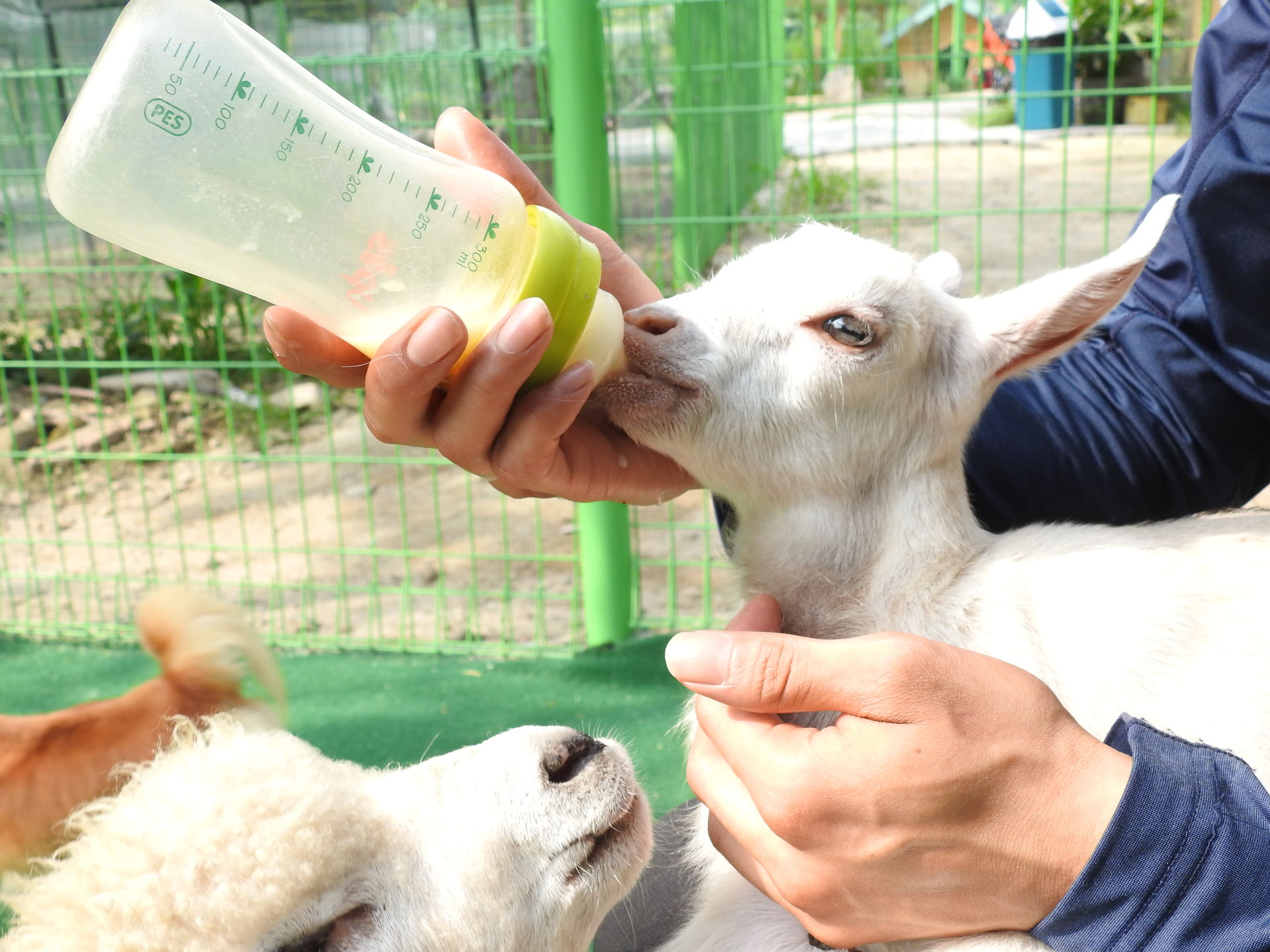 아침고요가족동물원_동물먹이주기