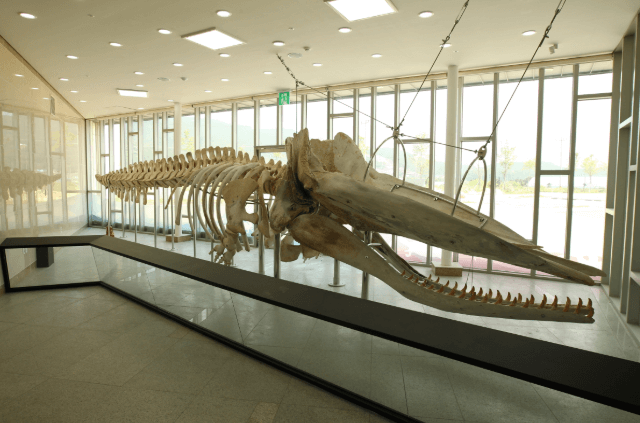 강화도-자연사박물관