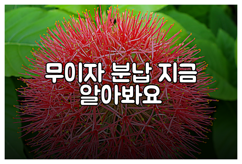 무이자 분납 지금 알아봐요