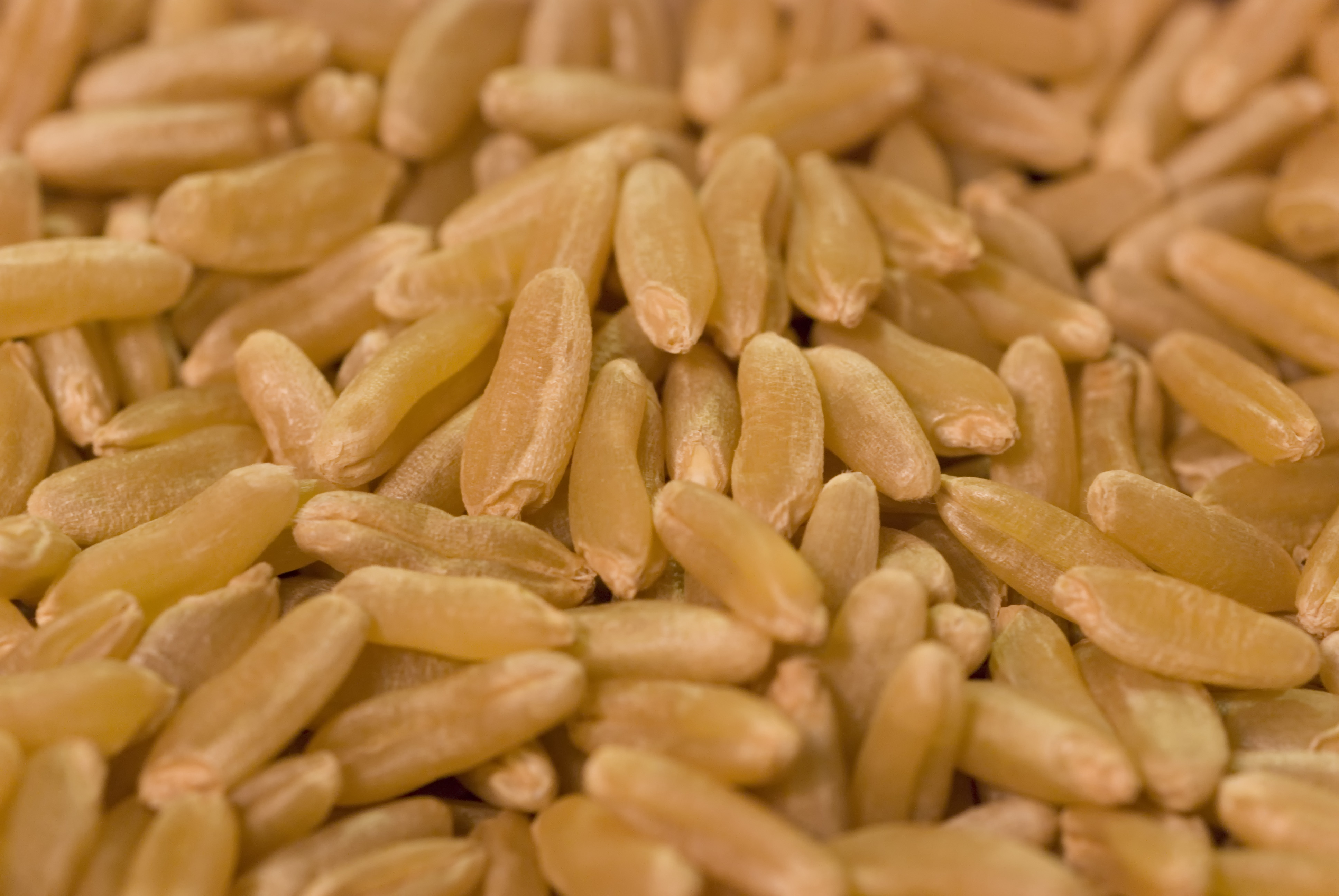 카뮤트효소-소화불량