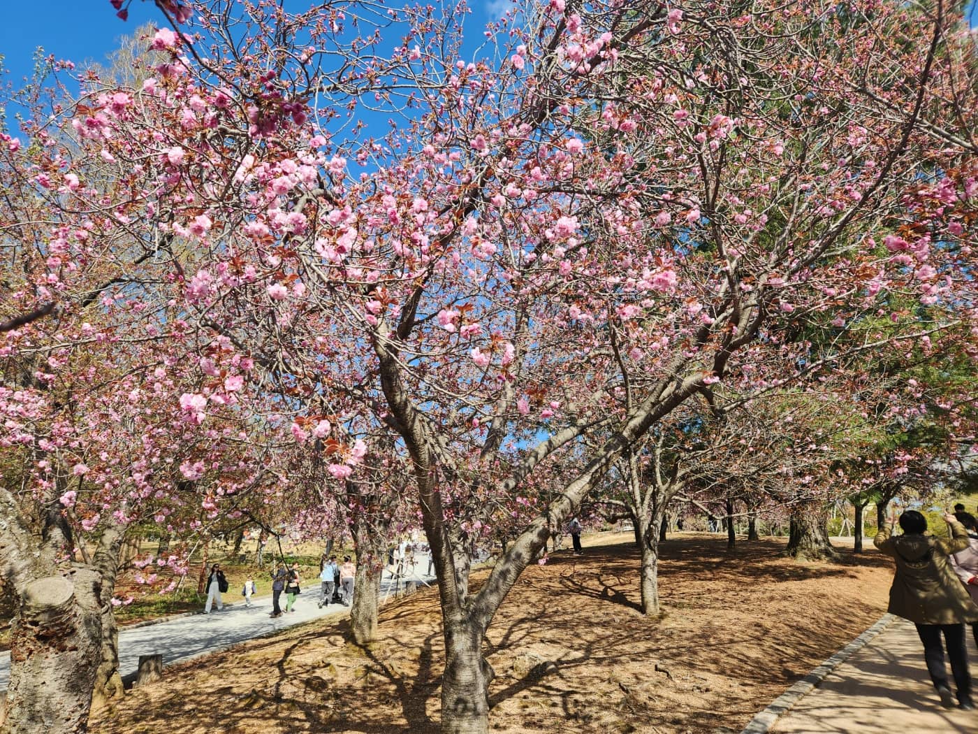 겹벚꽃4월15일자