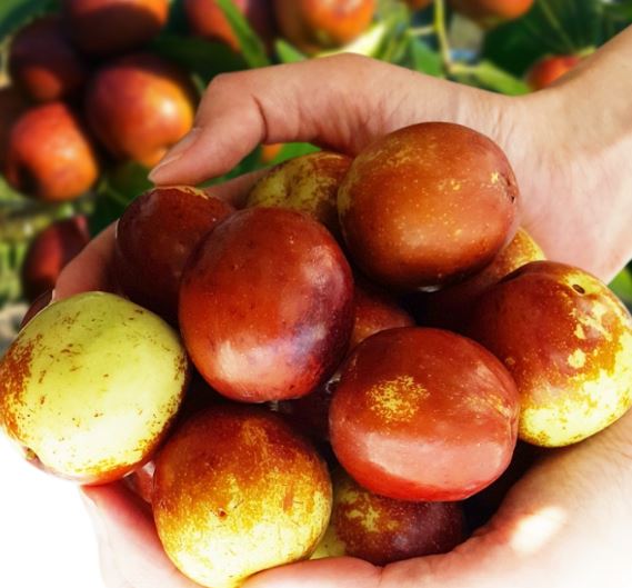 사과대추를-손에-쥔-모습