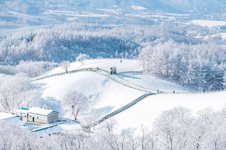 평창 대관령 양떼목장 겨울풍경 및 주차, 맛집, 주변명소 사진