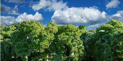 케일의-주요-효능3