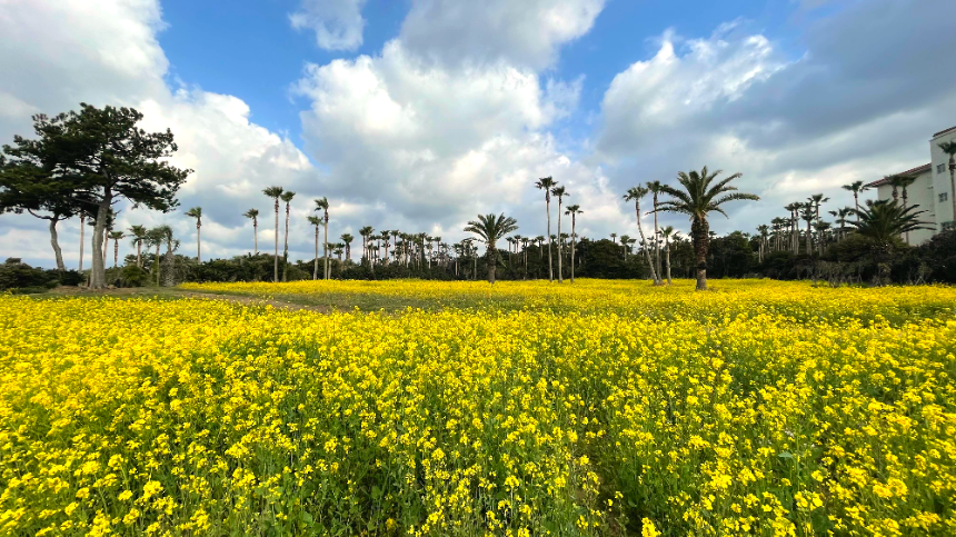 소노캄 제주 리조트 플라워 존