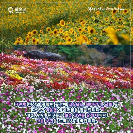 화순 고인돌 가을꽃 축제