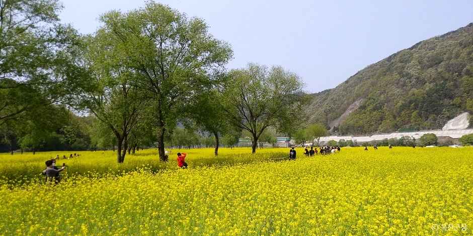 옥천금강유채꽃정원