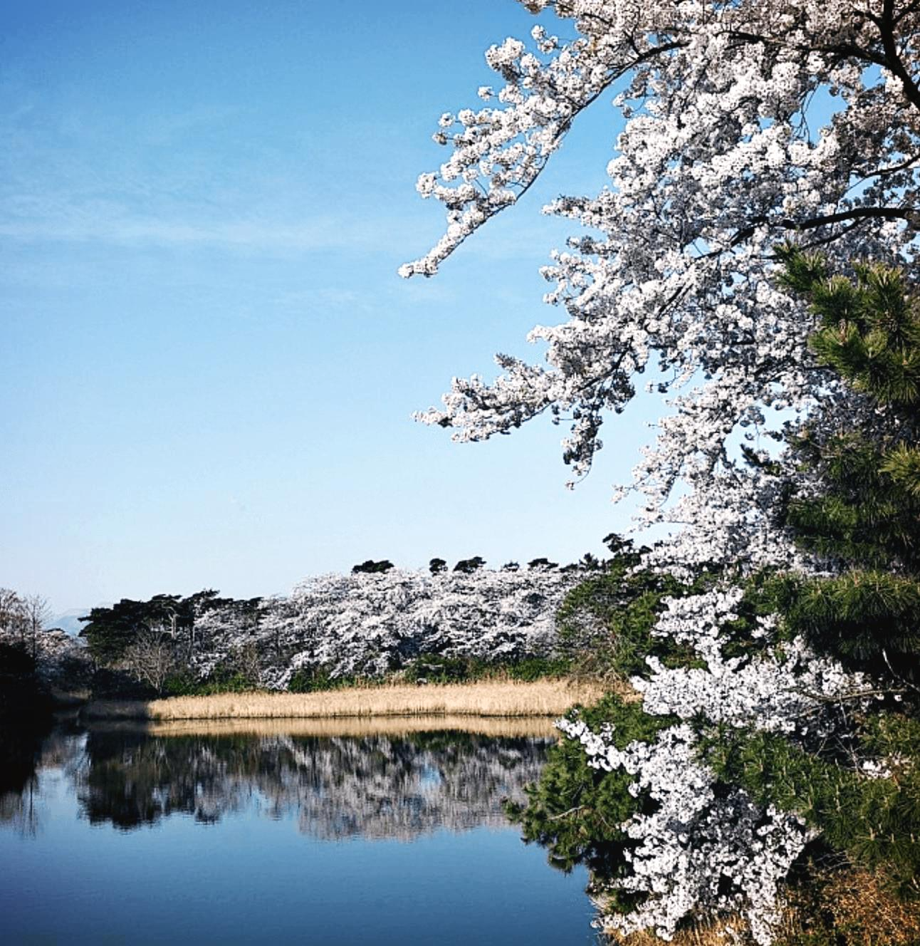 강릉 경포호 벚꽃 명소