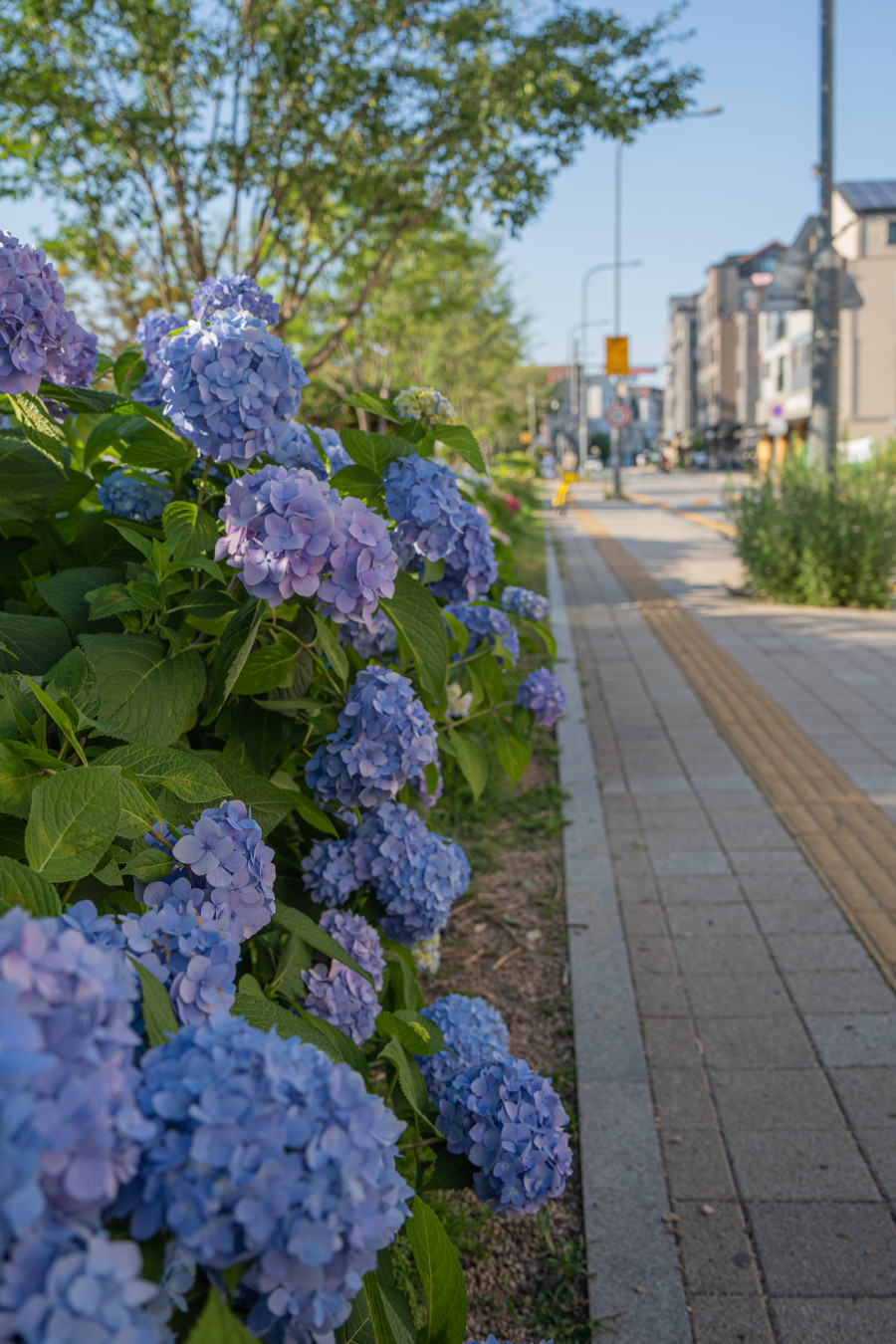 신동 수변공원 수국