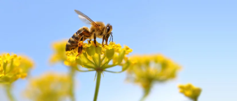 프로폴리스 효능 복용법 부작용