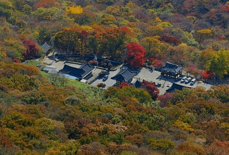 내장산 단풍시기, 절정, 축제