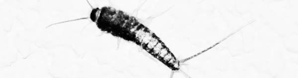 좀벌레 퇴치법: 화학적