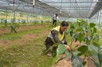 커피나무 재배 실내 재배 물 관리 가지 전정_5