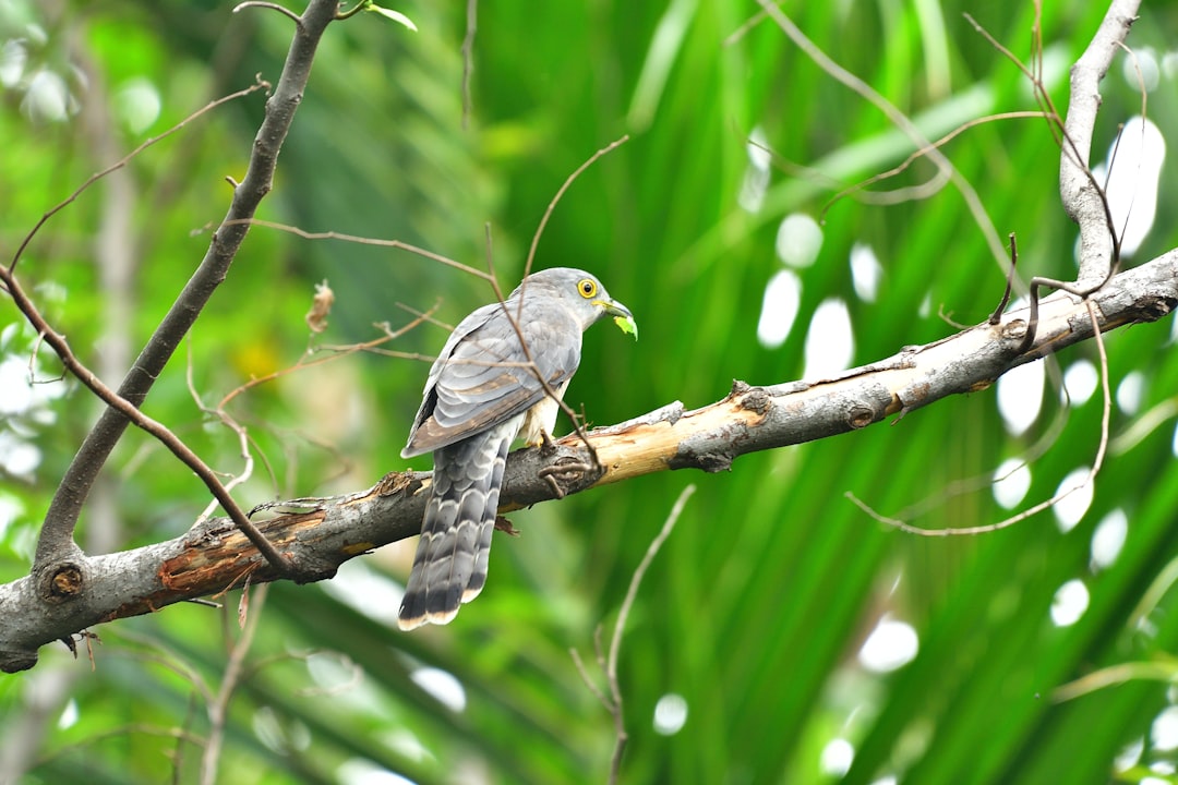 Cuckoo