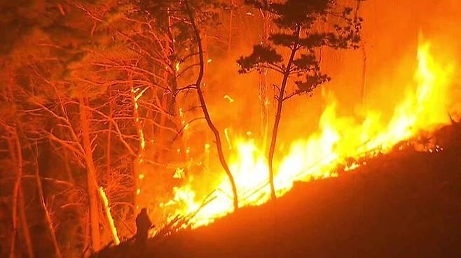 산림보호구역 및 보호수에 불을 지른 경우