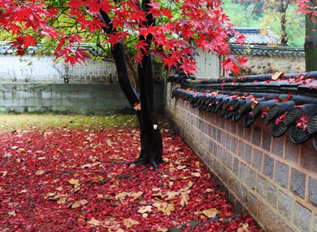 2025 가을 경상도 단풍 명소 산행 추천 ❘ 주왕산·가야산·팔공산 절정 시기