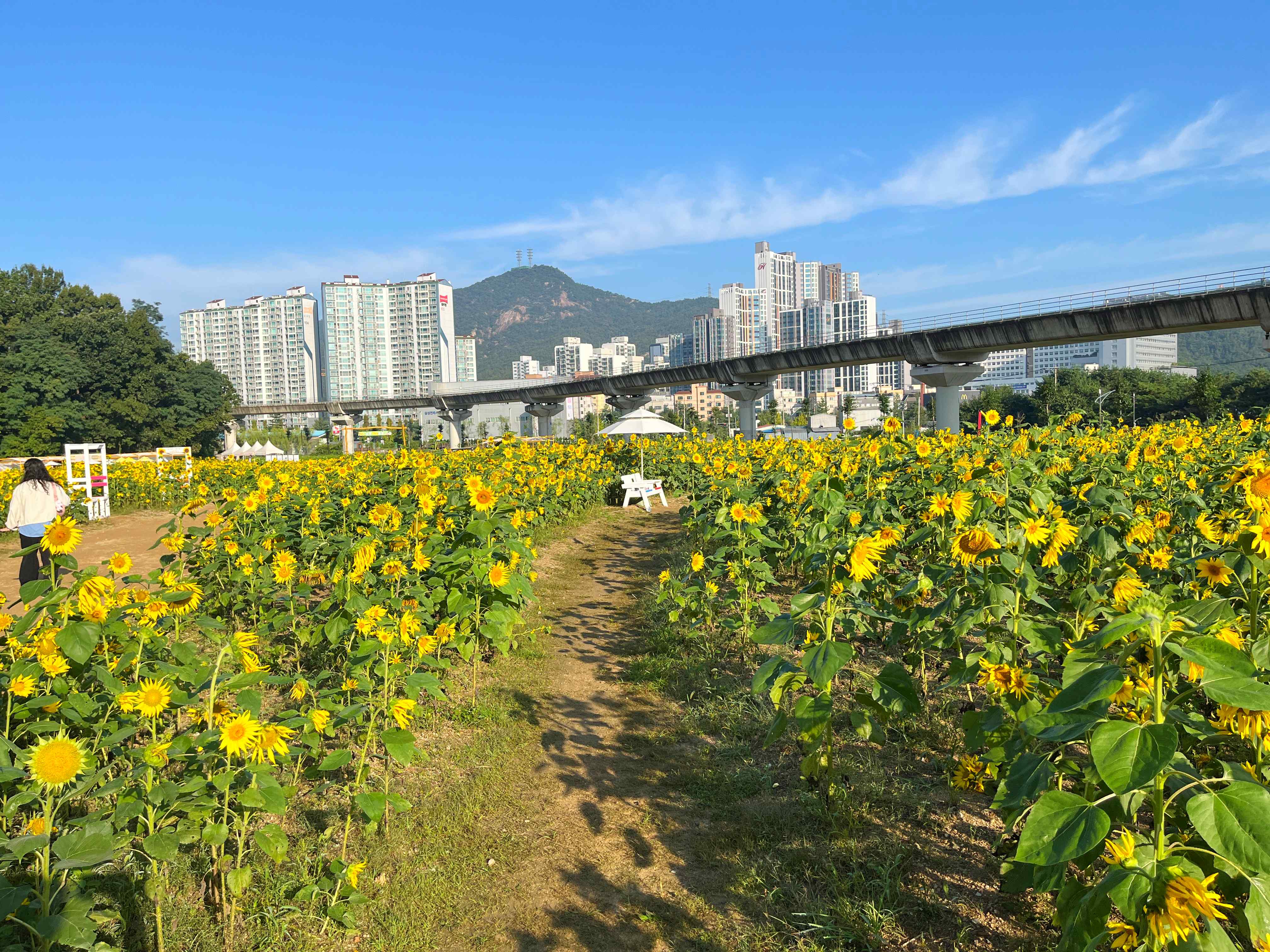 신곡새빛정원 해바라기