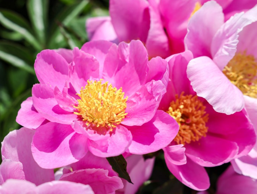 합천 작약 축제 