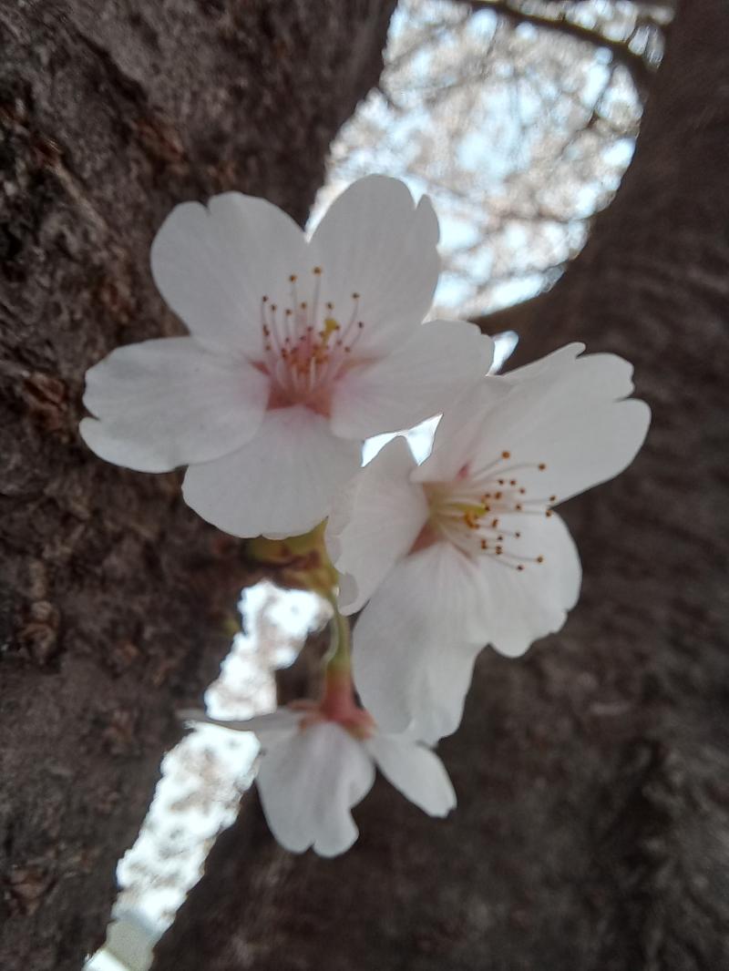 수피에 피는 벚꽃