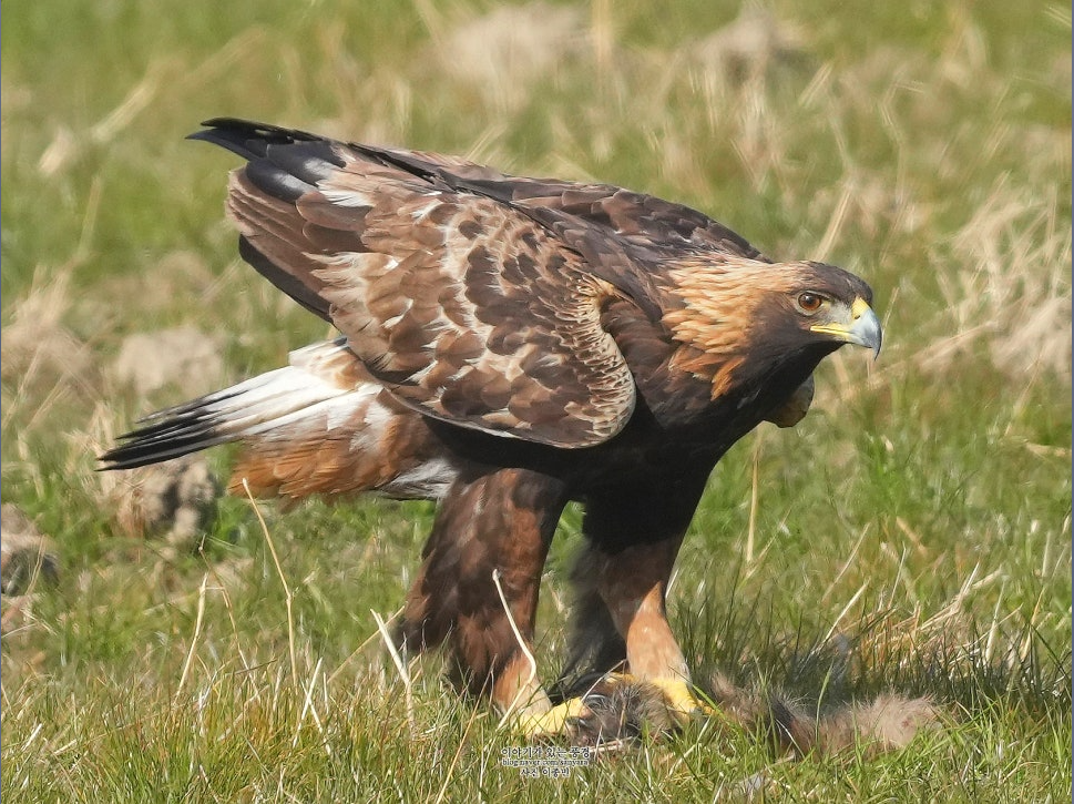 검독수리&amp;#44; 하늘의 왕이 사라진다｜멸종위기 맹금류 보호정책 총정리