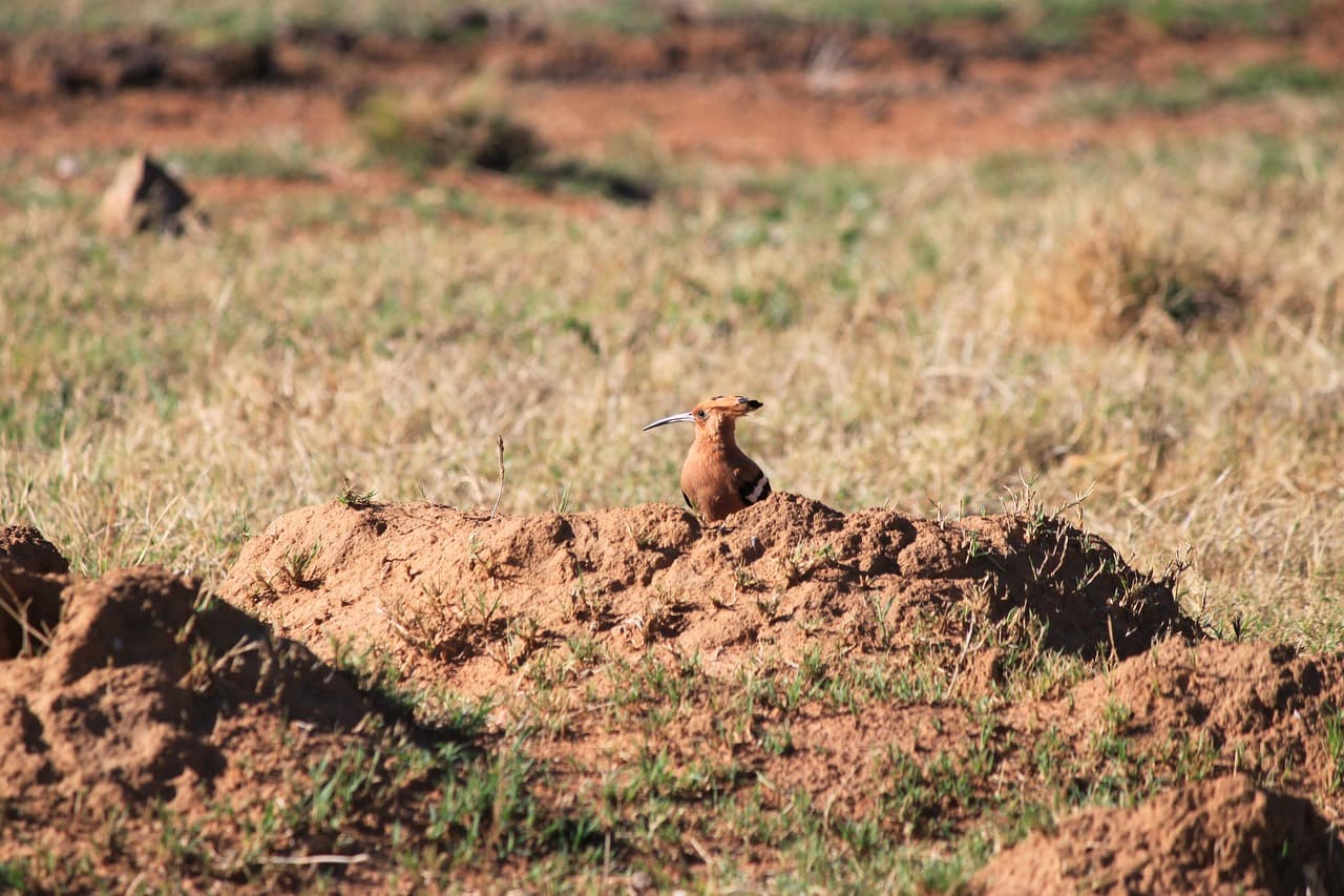 후투티는 왜 땅 위에서 활동할까? 먹이 습성과 생태 구조