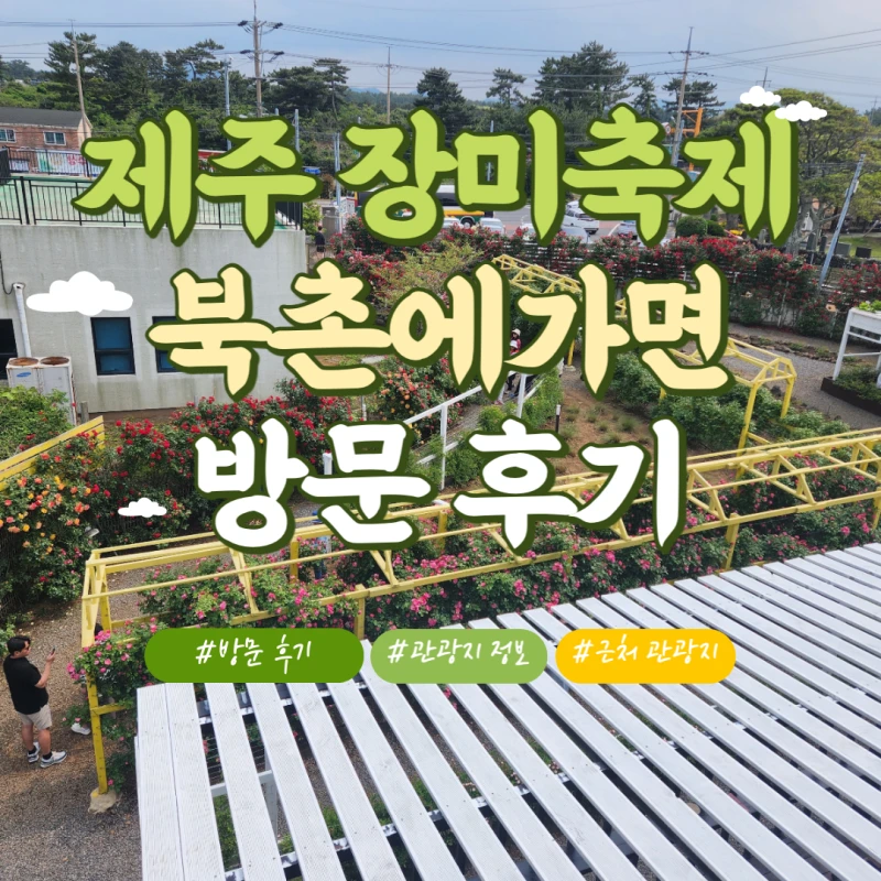 제주-장미축제-북촌에가면-썸네일
