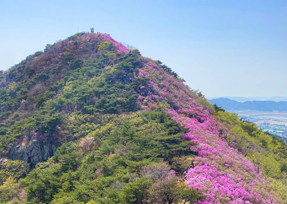 여수 영취산 진달래축제