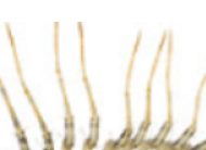 돈벌레 나오는 이유