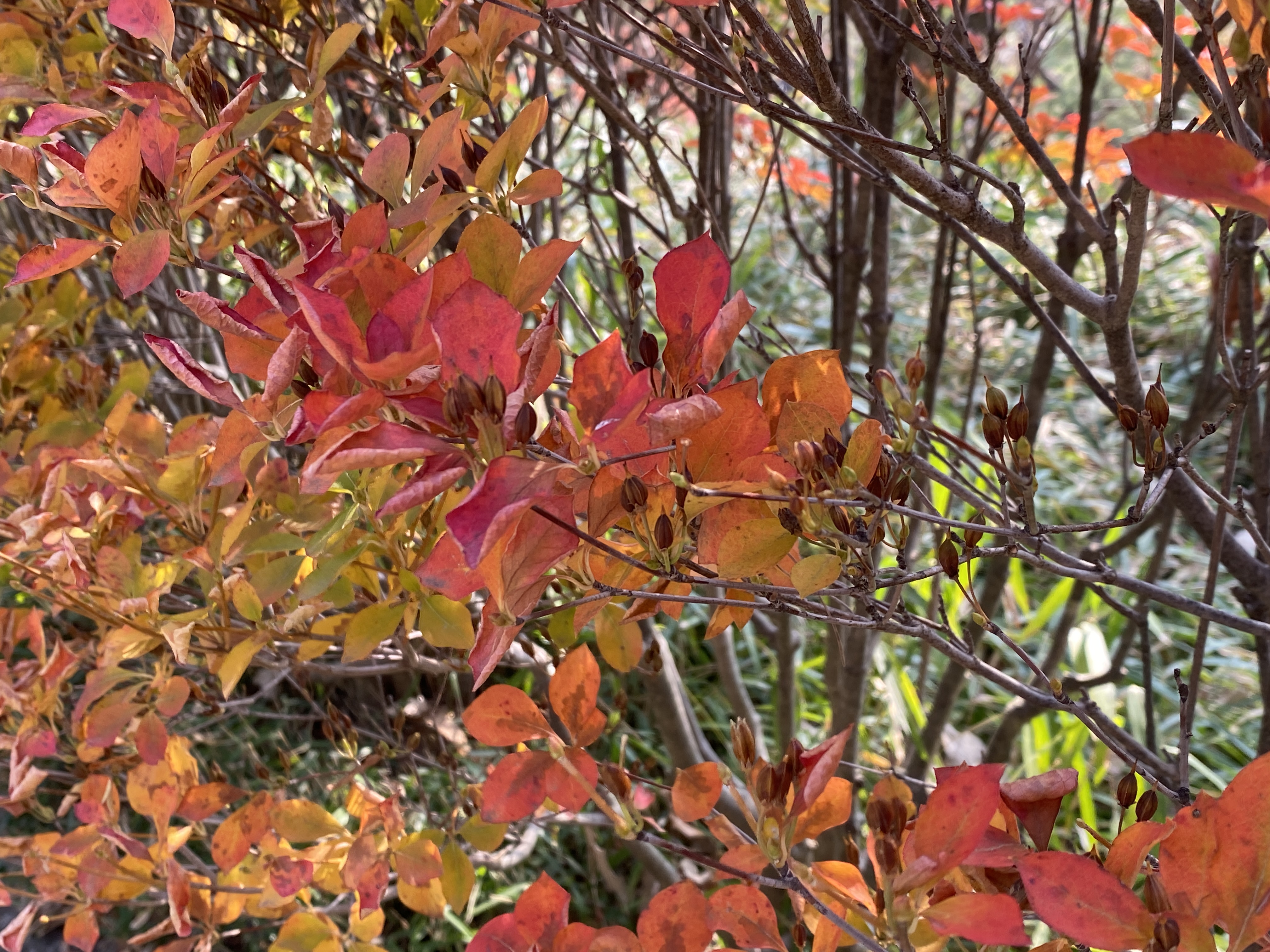 등대꽃나무 수형