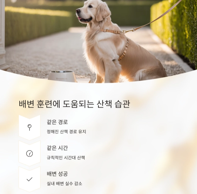 아침저녁 정해진 시간에 산책하는 강아지, 놀라운 변화의 시작