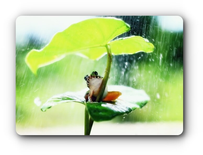 frog-image