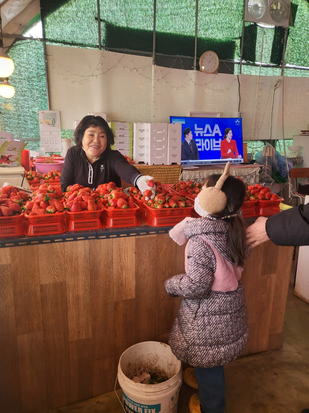 청주딸기&amp;#44; 남일면 가산리 딸기 (싱싱딸기)