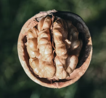 오메가3 많은 음식 식품