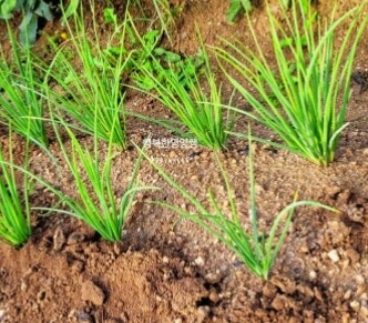 쪽파 심는 시기 완벽 가이드