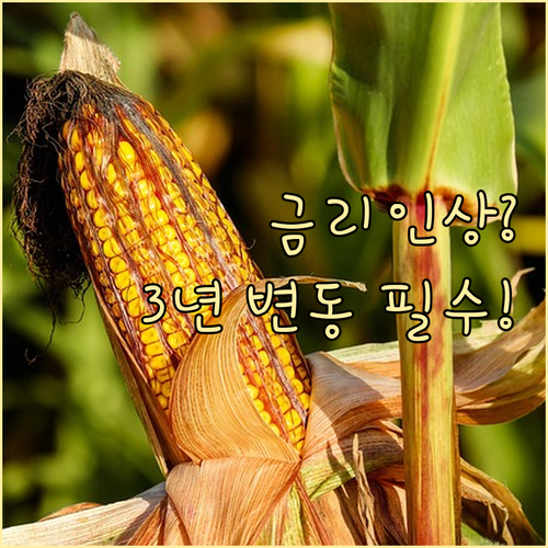 청년도약계좌 금리 인상 시기 3년 변..