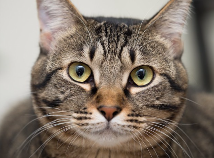 똑바로 이쪽을 바라보는 고양이.