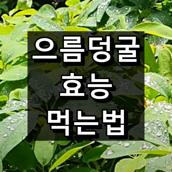 으름덩굴 효능 및 먹는법 대표 이미지