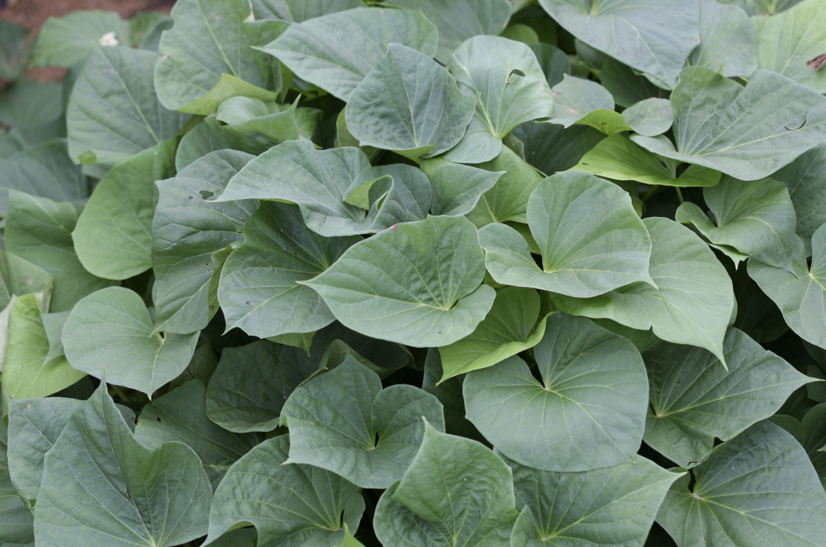 다이어트와 건강에 좋은 고구마