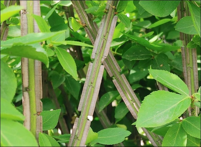 화살나무 효능과 활용법, 알아보고 건강 지키세요