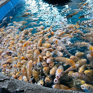 경포아쿠아리움