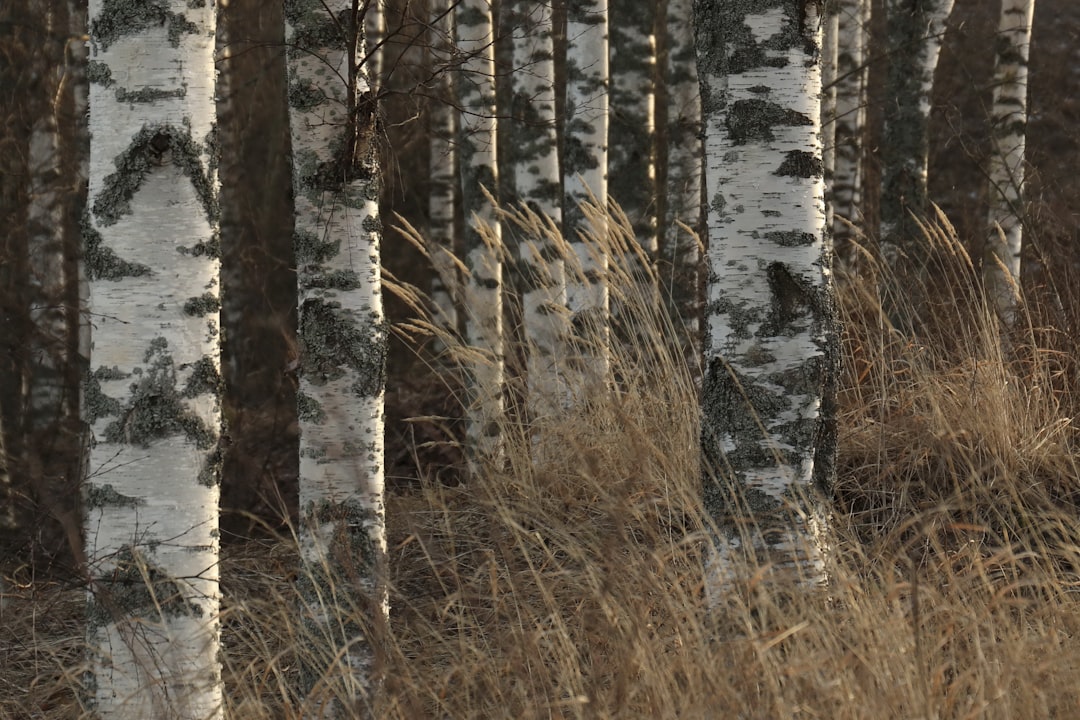 Birch