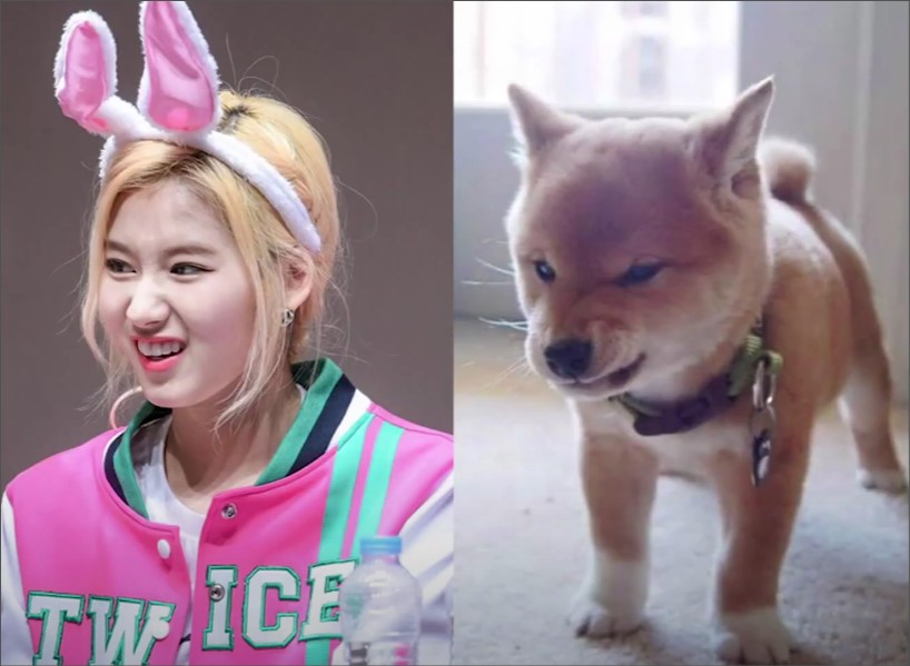 사나와_시바견