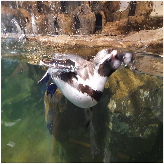 아쿠아 플라넷-수족관