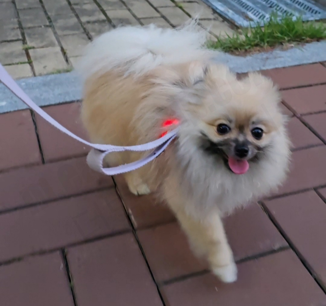 산책하는 강아지