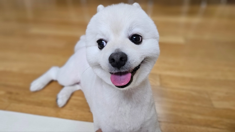 폼피츠 미용6