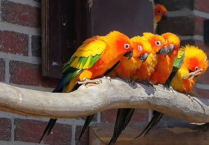희귀 동물 구조대: 전 세계 보호활동가들의 감동 스토리