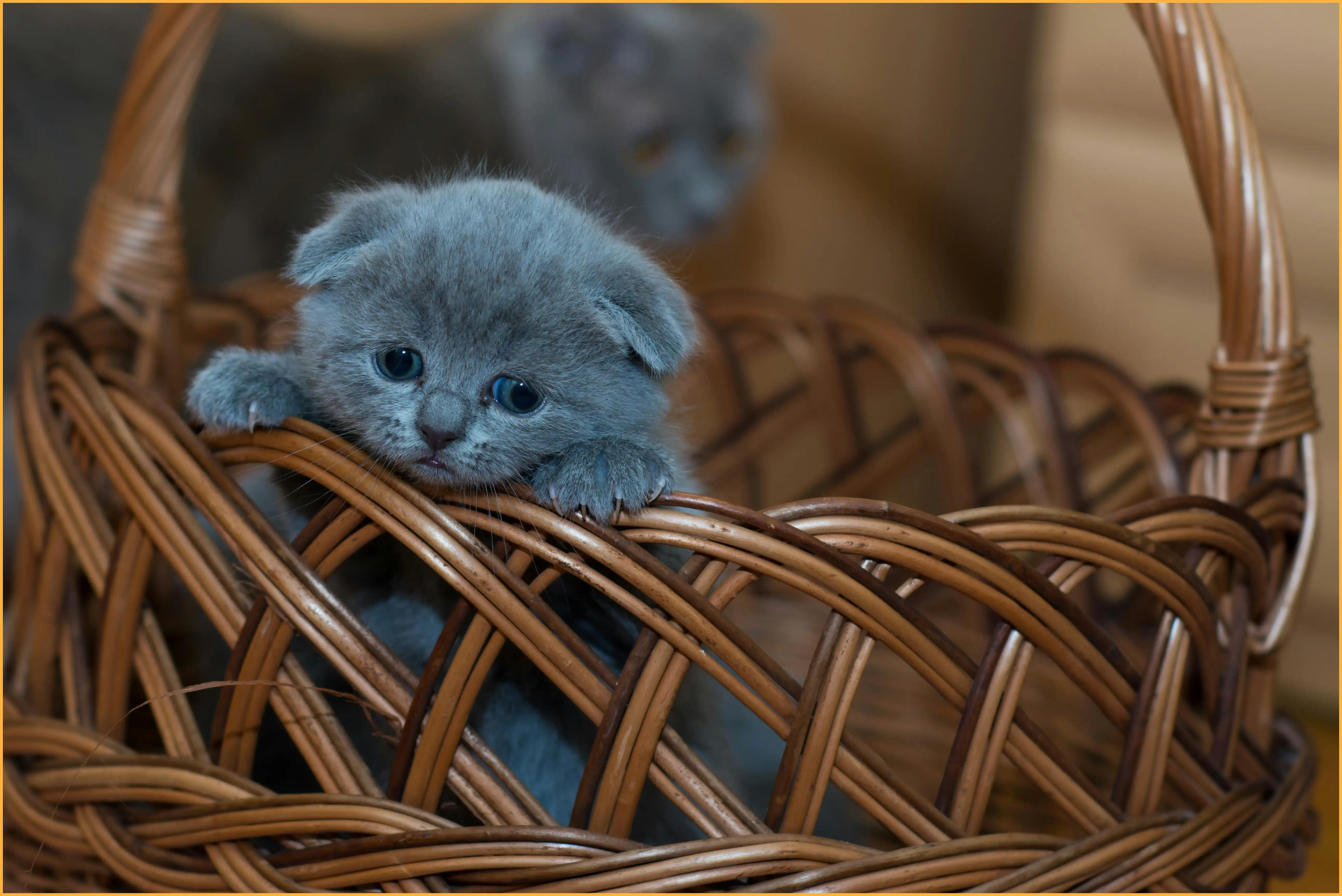 고양이 꿈해몽 총정리 (길몽과 흉몽의 차이는?)