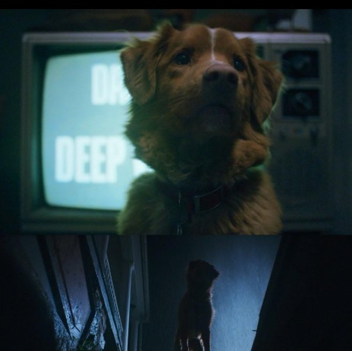 강아지 나오는 영화 추천 굿보이 다시보기 줄거리, 결말, 해석, 리뷰 및 후기